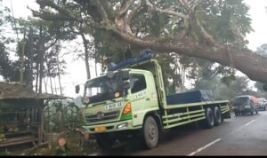 Poto: Kendaraan Besar Saat melintas dibawah Pohon yang Ditebang