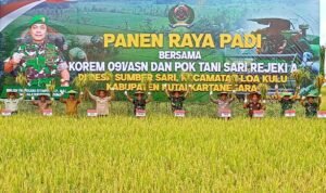 Panen Raya Padi, Danrem 091/ASN Bersama Petani Panen Raya Padi, Danrem 091/ASN Bersama Petani