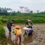 Dukung Program Hanpangan, Serda Nur Hatib Bersinergi Dengan Kelompok Tani