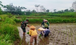 Dukung Program Hanpangan, Serda Nur Hatib Bersinergi Dengan Kelompok Tani
