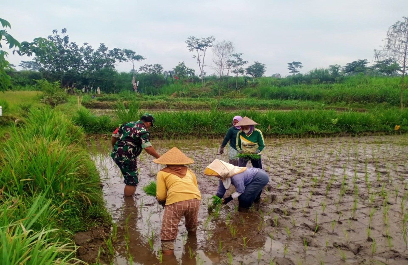 Dukung Program Hanpangan, Serda Nur Hatib Bersinergi Dengan Kelompok Tani