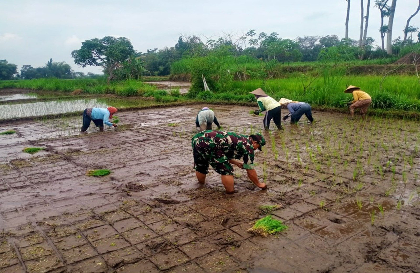 Dukung Program Hanpangan, Serda Nur Hatib Bersinergi Dengan Kelompok Tani