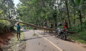 Personel Polsek Sukadana Datangi TKP Bencana Pohon Tumbang Melintasi Jalan Raya Cisena