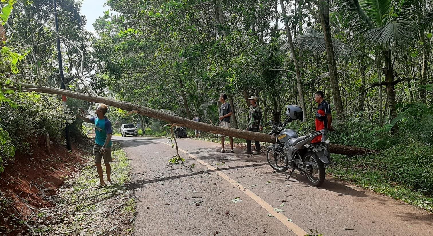 Personel Polsek Sukadana Datangi TKP Bencana Pohon Tumbang Melintasi Jalan Raya Cisena