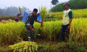 Babinsa Desa Krisik Bantu Petani Dalam Panen Padi Untuk Mendukung Ketahanan Pangan