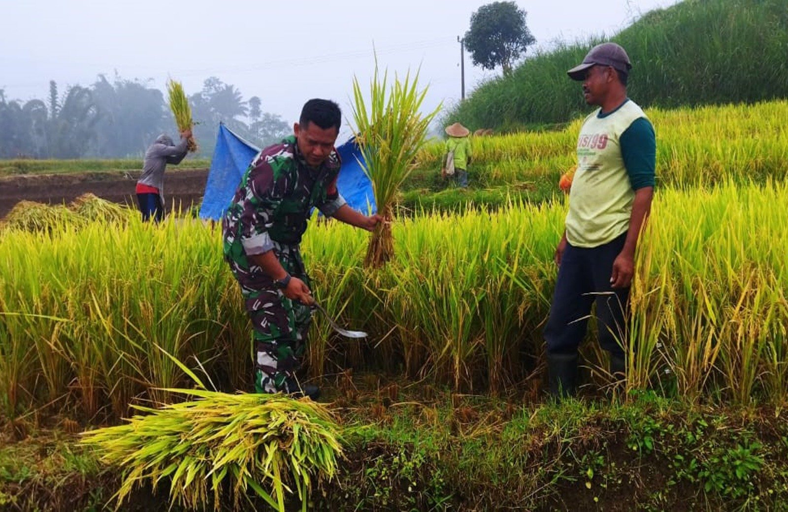 Babinsa Desa Krisik Bantu Petani Dalam Panen Padi Untuk Mendukung Ketahanan Pangan