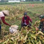 Dongkrak Swasembada Pangan Babinsa Desa Karangsono, Bantu Petani Panen Jagung