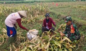 Dongkrak Swasembada Pangan Babinsa Desa Karangsono, Bantu Petani Panen Jagung Dongkrak Swasembada Pangan Babinsa Desa Karangsono, Bantu Petani Panen Jagung
