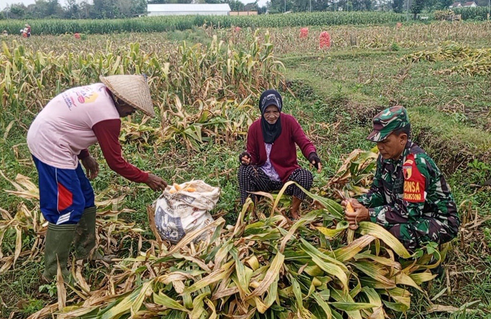 Dongkrak Swasembada Pangan Babinsa Desa Karangsono, Bantu Petani Panen Jagung