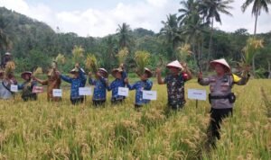 Polsek Cimaragas Polres Ciamis Monitoring Pertanian ke Warga di Kecmaatan Cidolog Polsek Cimaragas Polres Ciamis Monitoring Pertanian ke Warga di Kecmaatan Cidolog