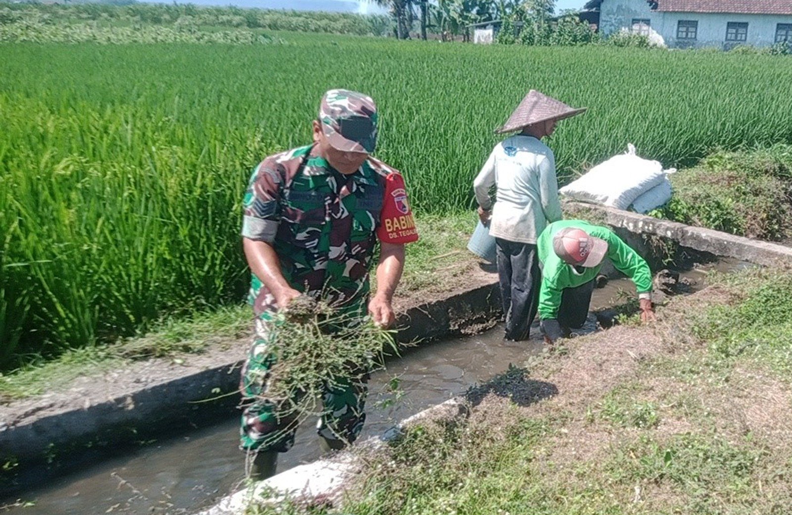 Penuhi Kebutuhan Air Petani, Babinsa Bersama Warga Bersihkan Saluran IrigasiPenuhi Kebutuhan Air Petani, Babinsa Bersama Warga Bersihkan Saluran Irigasi