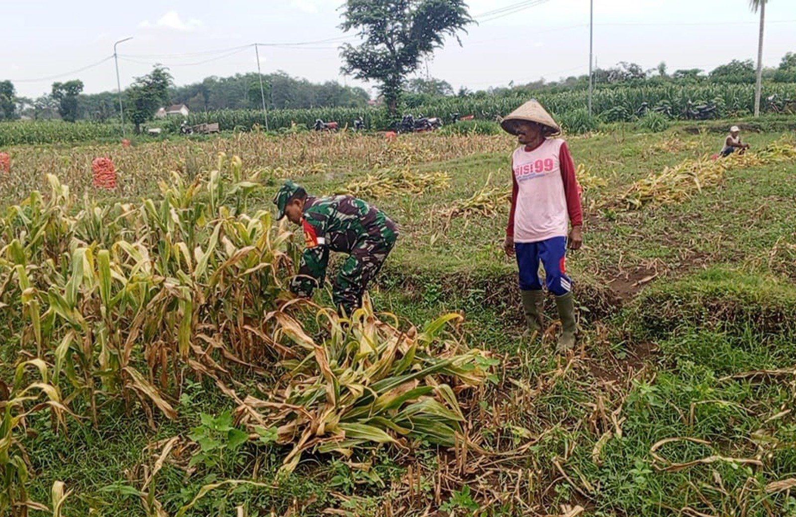 Dongkrak Swasembada Pangan Babinsa Desa Karangsono, Bantu Petani Panen Jagung