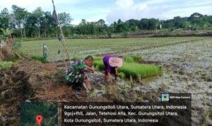 Komsos Babinsa Koramil 01/Gunungsitoli dengan Pok Tani Umbu Sibohou "B" di Desa Tetehosi Afia Gunungsitoli Utara Komsos Babinsa Koramil 01/Gunungsitoli dengan Pok Tani Umbu Sibohou "B" di Desa Tetehosi Afia Gunungsitoli Utara