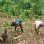 Babinsa Koramil 1801-01/Manokwari Dampingi Petani Manfaatkan Lahan Kosong Jadi Lahan Ketahanan Pangan