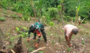 Babinsa Koramil 1801-01/Manokwari Dampingi Petani Manfaatkan Lahan Kosong Jadi Lahan Ketahanan Pangan