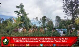 Babinsa Batubelerang Koramil-06/Sinjai Borong Kodim 1424/Sinjai Laksanakan Pendampingan Panen Cabe