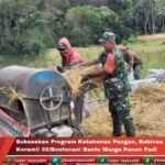 Sukseskan Program Ketahanan Pangan Babinsa Babinsa Koramil 20/Bontocani Bantu Warga Panen Padi