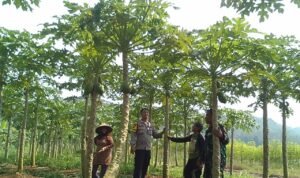 Soliditas TNI-Polri HanPangan, Polsek dan Koramil Cijeungjing Cooling System ke Poktan Balaniksa