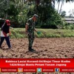 Babinsa Lasiai Koramil-04/Sinjai Timur Bantu Petani Tanam Jagung untuk Dukung Ketahanan Pangan