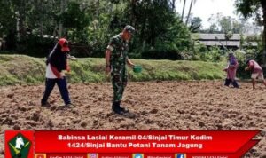 Babinsa Lasiai Koramil-04/Sinjai Timur Bantu Petani Tanam Jagung untuk Dukung Ketahanan Pangan Babinsa Lasiai Koramil-04/Sinjai Timur Bantu Petani Tanam Jagung untuk Dukung Ketahanan Pangan