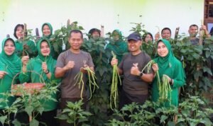Danrindam IX/Udayana Dukung Program Ketahanan Pangan dengan Panen Sayuran di Mako Rindam IX/Udayana
