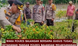 Waka Polres Balangan Panen Lombok Bersama Gugus Tugas Ketahanan Pangan