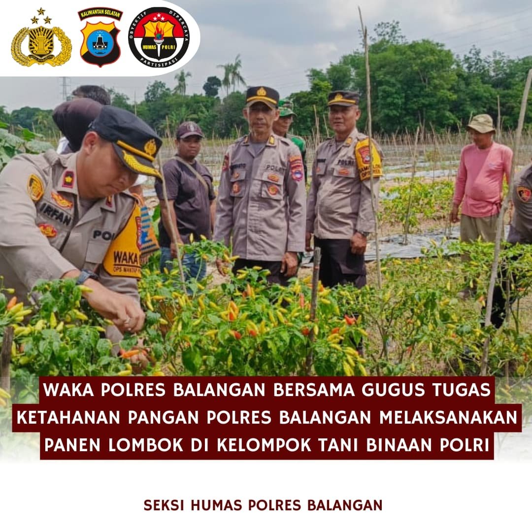 Waka Polres Balangan Panen Lombok Bersama Gugus Tugas Ketahanan Pangan