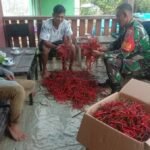 Babinsa Batubelerang Koramil-06/Sinjai Borong Kodim 1424/Sinjai Komsos Bersama Warga Petani Cabe