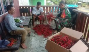 Babinsa Batubelerang Koramil-06/Sinjai Borong Kodim 1424/Sinjai Komsos Bersama Warga Petani Cabe Babinsa Batubelerang Koramil-06/Sinjai Borong Kodim 1424/Sinjai Komsos Bersama Warga Petani Cabe