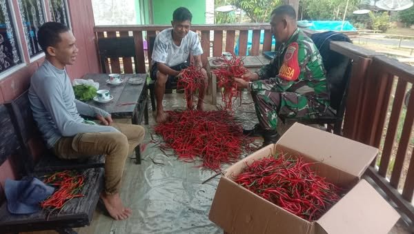 Babinsa Batubelerang Koramil-06/Sinjai Borong Kodim 1424/Sinjai Komsos Bersama Warga Petani Cabe Babinsa Batubelerang Koramil-06/Sinjai Borong Kodim 1424/Sinjai Komsos Bersama Warga Petani Cabe