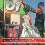 Babinsa Koramil 1406-08/Sabbangparu Dampingi Warga Panen Padi di Kelurahan Talotenreng