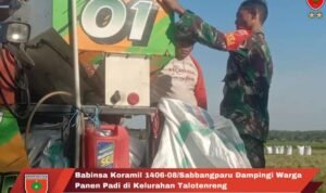 Babinsa Koramil 1406-08/Sabbangparu Dampingi Warga Panen Padi di Kelurahan Talotenreng