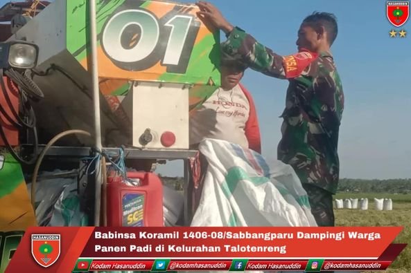 Babinsa Koramil 1406-08/Sabbangparu Dampingi Warga Panen Padi di Kelurahan Talotenreng