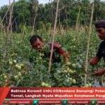 Babinsa Koramil 1401-03/Sendana Dampingi Petani Panen Tomat Langkah Nyata Wujudkan Ketahanan Pangan