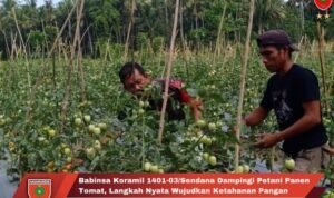 Babinsa Koramil 1401-03/Sendana Dampingi Petani Panen Tomat Langkah Nyata Wujudkan Ketahanan Pangan