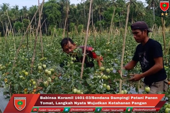 Babinsa Koramil 1401-03/Sendana Dampingi Petani Panen Tomat Langkah Nyata Wujudkan Ketahanan Pangan