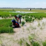 Babinsa Kodim 0721/Blora Turun Kesawah Bantu Petani Cabut Bibit Padi Siap Tanam