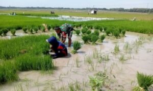 Babinsa Kodim 0721/Blora Turun Kesawah Bantu Petani Cabut Bibit Padi Siap Tanam