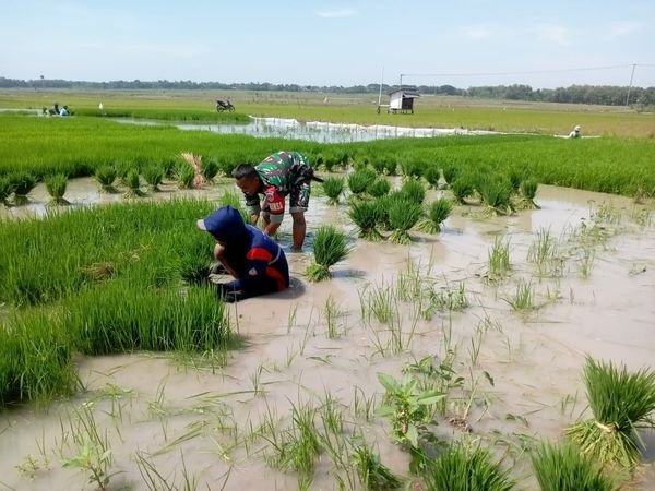 Babinsa Kodim 0721/Blora Turun Kesawah Bantu Petani Cabut Bibit Padi Siap Tanam