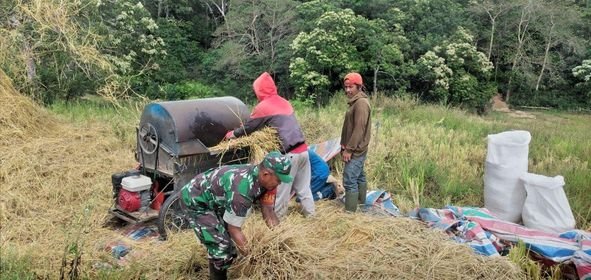 Sukseskan Program Ketahanan Pangan Babinsa Babinsa Koramil 20/Bontocani Bantu Warga Panen Padi