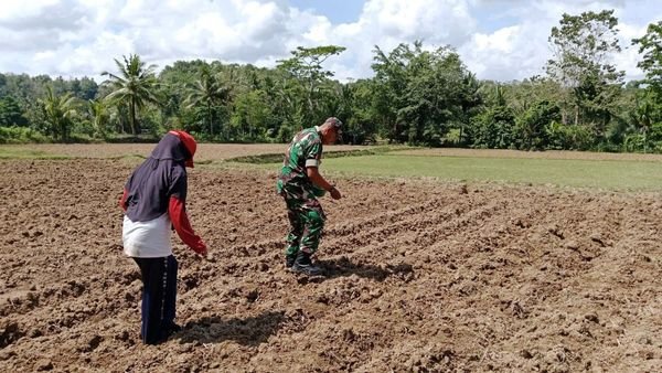 Babinsa Lasiai Koramil-04/Sinjai Timur Bantu Petani Tanam Jagung untuk Dukung Ketahanan Pangan