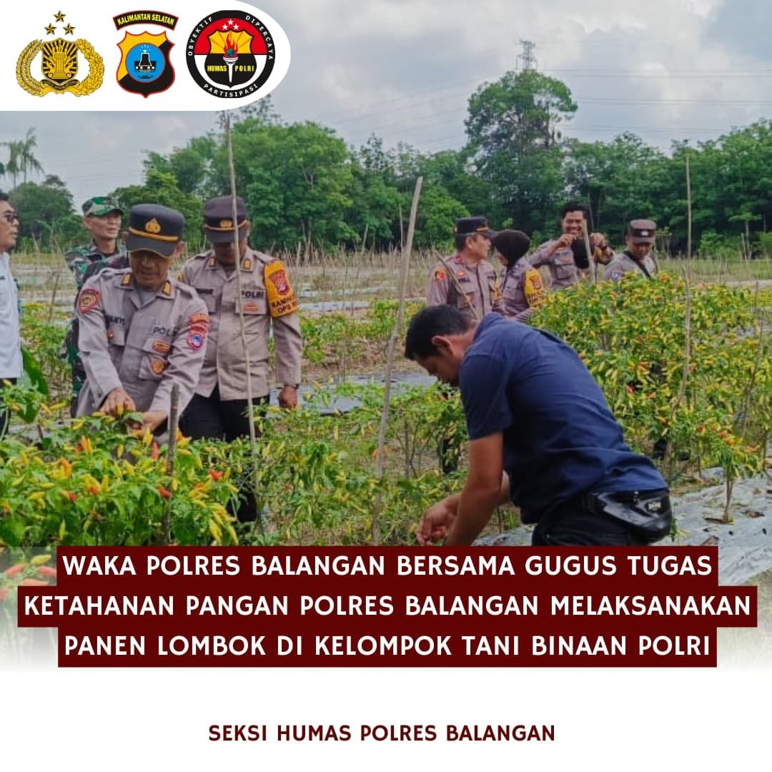 Waka Polres Balangan Panen Lombok Bersama Gugus Tugas Ketahanan Pangan
