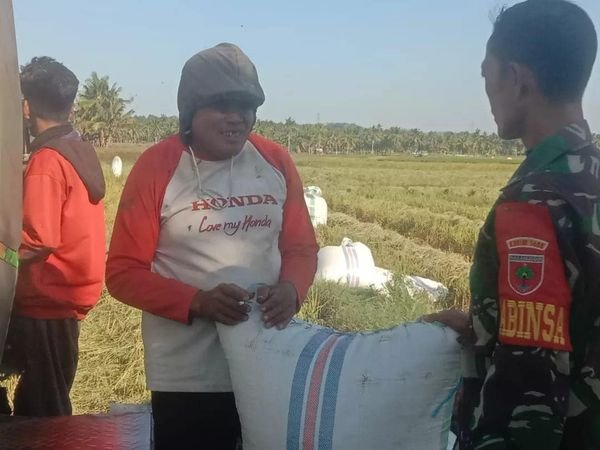 Babinsa Koramil 1406-08/Sabbangparu Dampingi Warga Panen Padi di Kelurahan Talotenreng