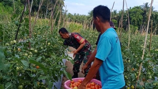 Babinsa Koramil 1401-03/Sendana Dampingi Petani Panen Tomat Langkah Nyata Wujudkan Ketahanan Pangan