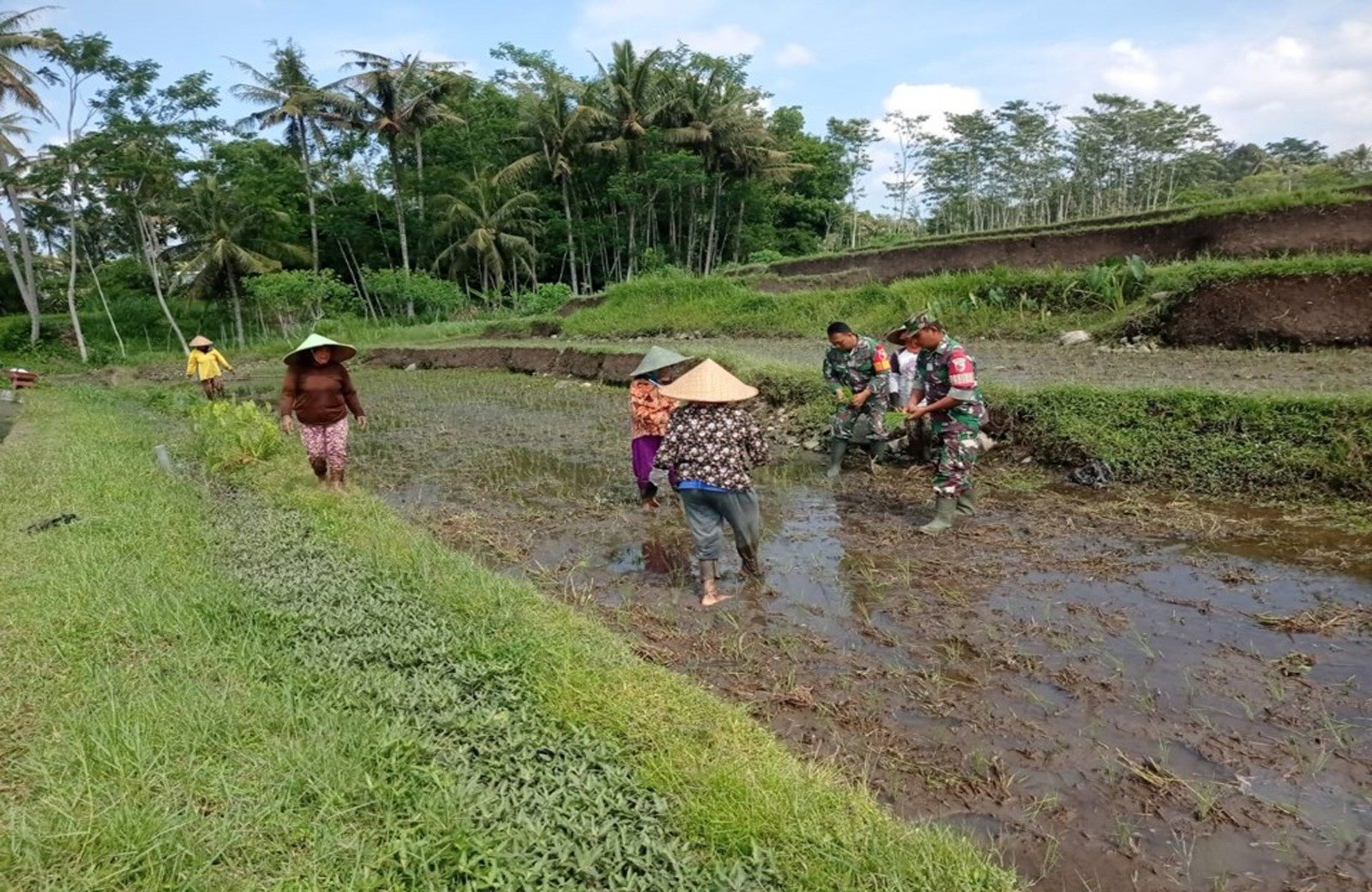 Babinsa Koramil Gandusari Bantu Poktan Barokah Tanam Padi