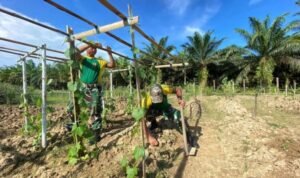 Ciptakan Ketahanan Pangan Satgas Pamtas Yonarmed 11 Kostrad Tanam Sayur di Sekitar Pos