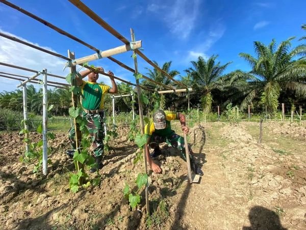 Ciptakan Ketahanan Pangan Satgas Pamtas Yonarmed 11 Kostrad Tanam Sayur di Sekitar Pos