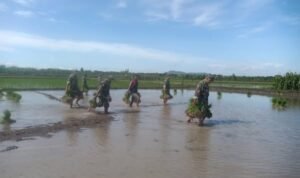 Dukung Ketahanan Pangan Wilayah, Anggota Koramil 11/Jati Bantu Petani Tanam Padi