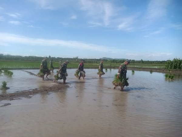 Dukung Ketahanan Pangan Wilayah, Anggota Koramil 11/Jati Bantu Petani Tanam Padi