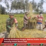 Dukung Ketahanan Pangan Babinsa Kodim 1427/Pasangkayu Dampingi Petani Panen Padi